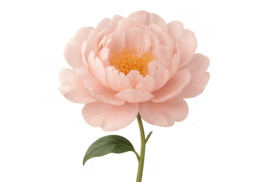 Peony flower blooming with soft pink petals and yellow center, watercolor painting on transparent background