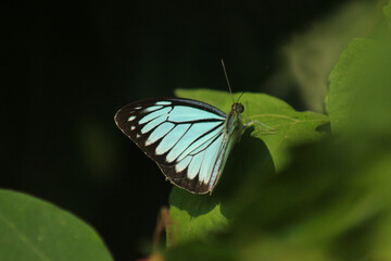 The Sky Wing: Azure Butterfly Perched on a Leaf in Kaziranga National Park