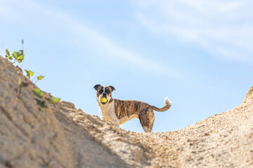 Brindle Boston Terrier mix standing on a sandy hill with a tennis ball, active dog playing outdoors under a clear blue sky