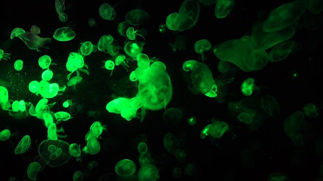 Jelly fish swim in salt water as worm eye view in under the sea in aquarium. Many jelly fish move around and see the light and wave. Sea life as diver view.