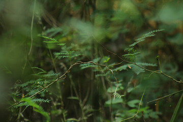 Feathery Foliage and Slender Vines in Pujali Wilderness