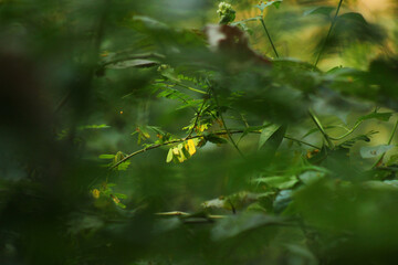 Hidden Gold: Sunlit Foliage Deep in Jhargram Forest