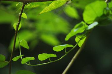 Delicate Green Tendrils of Life in Shantiniketan Nature