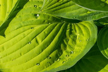 The green leaves of the hosts are exposed to sunlight. beautiful background. close-up. natural sunlight