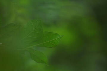 Emerald Green Leaf in Soft Focus at Mousuni Island