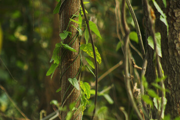 Lush Green Jungle Vines and Creepers in Sundarbans Forest