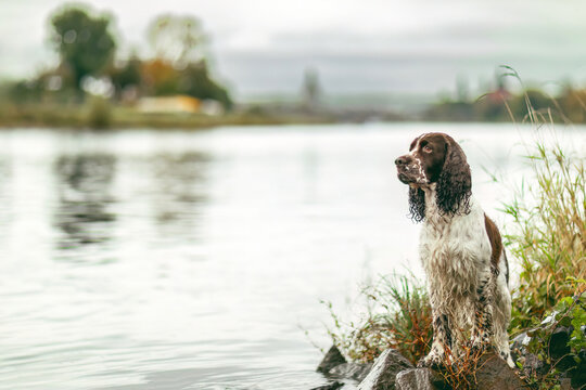 Old English Cocker Spaniel standing in shallow water by a rocky lakeshore on a misty day