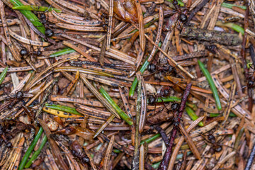 natural background with red forest ants. colorful photo of wildlife. macro photo of an insect. close-up. space for text