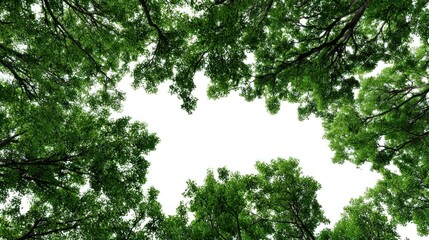 Obraz premium A canopy of green leaves forms a circular frame against a white sky.