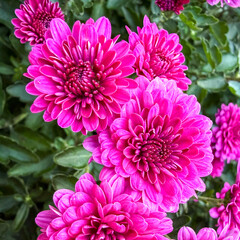 Vibrant Fuchsia Chrysanthemum Flowers Close-up. Detailed View of Bright Purple Mums and Green Foliage in a Beautiful Square Crop