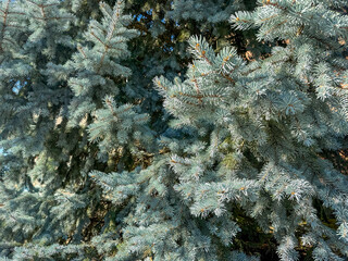 Detailed Close-up of Blue Spruce Needles. Vibrant Silvery-Blue Color and Dense Evergreen Foliage Texture, Full Frame