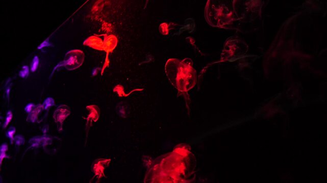 Jelly fish swim in salt water as worm eye view in under the sea in aquarium. Many jelly fish move around and see the light and wave. Sea life as diver view.