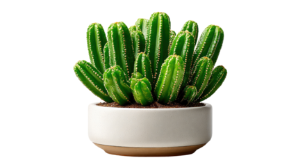 Cactus in a Ceramic Pot: A vibrant display of a green cactus, thriving within a minimalist ceramic pot, embodying the resilient beauty of desert flora.