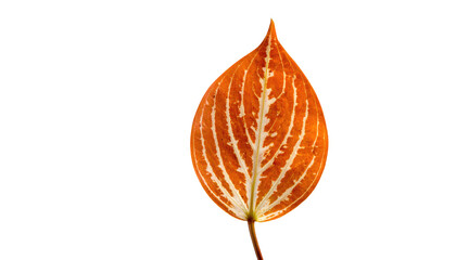 Close-up of an orange leaf with white veins, isolated against a stark black background