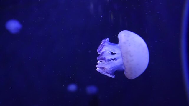 Jelly fish swim in salt water as worm eye view in under the sea in aquarium. Many jelly fish move around and see the light and wave. Sea life as diver view.