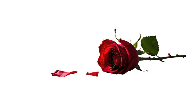 Crimson rose lying against a stark black background, with several fallen petals, softly lit