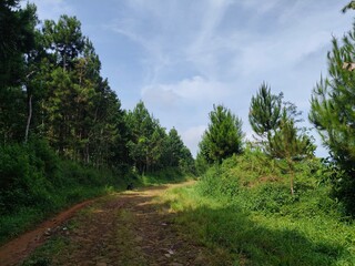 Obraz premium road to the forest