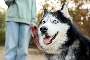 Cute Husky dog with owner in park, closeup