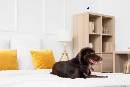 Cute brown dog lying under video surveillance in bedroom