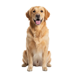 Golden Retriever Portrait with Neutral Tone, Studio Shot of a Cute Domestic Pet Breed