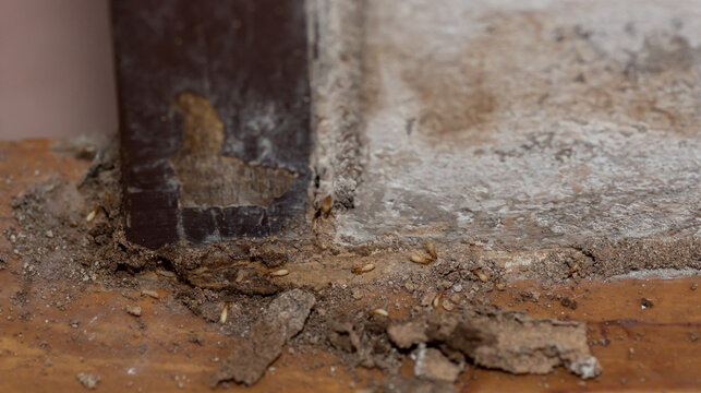 Close up of Termites Eating wood, (Termite damage house)
