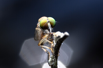 Close-up photo,Robber fly is a predatory insect in the family Asilidae. It is characterized by its deeply concave head. It is a predator that captures prey in flight using its proboscis, which injects