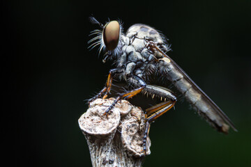 Close-up photo,Robber fly is a predatory insect in the family Asilidae. It is characterized by its deeply concave head. It is a predator that captures prey in flight using its proboscis, which injects
