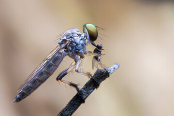 Close-up photo,Robber fly is a predatory insect in the family Asilidae. It is characterized by its deeply concave head. It is a predator that captures prey in flight using its proboscis, which injects