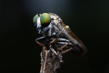 Close-up photo,Robber fly is a predatory insect in the family Asilidae. It is characterized by its deeply concave head. It is a predator that captures prey in flight using its proboscis, which injects