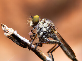 Close-up photo,Robber fly is a predatory insect in the family Asilidae. It is characterized by its deeply concave head. It is a predator that captures prey in flight using its proboscis, which injects