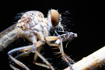 Close-up photo,Robber fly is a predatory insect in the family Asilidae. It is characterized by its deeply concave head. It is a predator that captures prey in flight using its proboscis, which injects