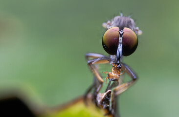 Close-up photo,Robber fly is a predatory insect in the family Asilidae. It is characterized by its deeply concave head. It is a predator that captures prey in flight using its proboscis, which injects