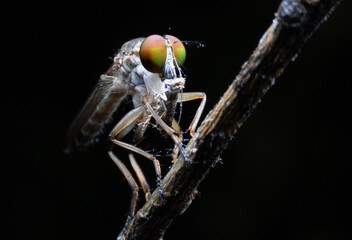 Close-up photo,Robber fly is a predatory insect in the family Asilidae. It is characterized by its deeply concave head. It is a predator that captures prey in flight using its proboscis, which injects