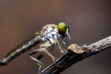Close-up photo,Robber fly is a predatory insect in the family Asilidae. It is characterized by its deeply concave head. It is a predator that captures prey in flight using its proboscis, which injects