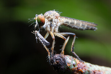 Close-up photo,Robber fly is a predatory insect in the family Asilidae. It is characterized by its deeply concave head. It is a predator that captures prey in flight using its proboscis, which injects