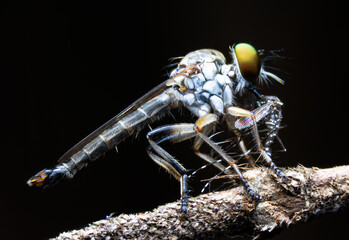 Close-up photo,Robber fly is a predatory insect in the family Asilidae. It is characterized by its deeply concave head. It is a predator that captures prey in flight using its proboscis, which injects