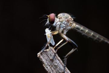 Close-up photo,Robber fly is a predatory insect in the family Asilidae. It is characterized by its deeply concave head. It is a predator that captures prey in flight using its proboscis, which injects