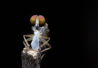 Close-up photo,Robber fly is a predatory insect in the family Asilidae. It is characterized by its deeply concave head. It is a predator that captures prey in flight using its proboscis, which injects