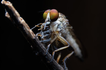Close-up photo,Robber fly is a predatory insect in the family Asilidae. It is characterized by its deeply concave head. It is a predator that captures prey in flight using its proboscis, which injects