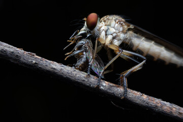 Close-up photo,Robber fly is a predatory insect in the family Asilidae. It is characterized by its deeply concave head. It is a predator that captures prey in flight using its proboscis, which injects