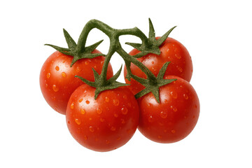 Fresh vine ripened tomatoes on stem with water drops, red healthy organic cherry vegetables, transparent background