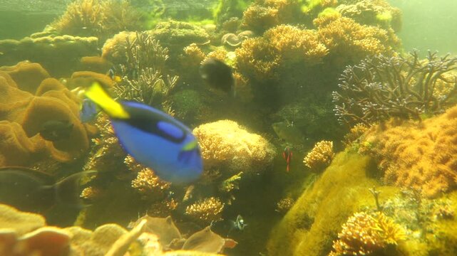Sea fish swim in salt water as worm eye view in under the sea in aquarium. Many jelly fish move around and see the light and wave. Sea life as diver view.