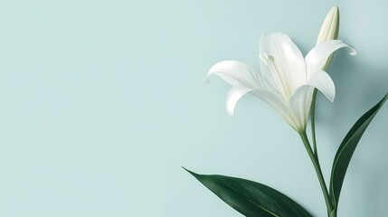 Elegant White Lily Flower on Blue Background Studio.