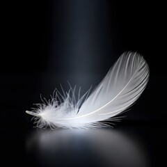 A delicate white feather illuminated by a focused light source against a dark background, highlighting its intricate details and soft texture