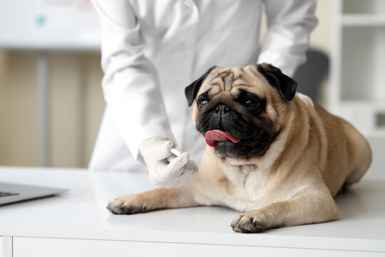 Female veterinarian with vitamin A pill and pug dog on table in clinic, closeup - Powered by Adobe