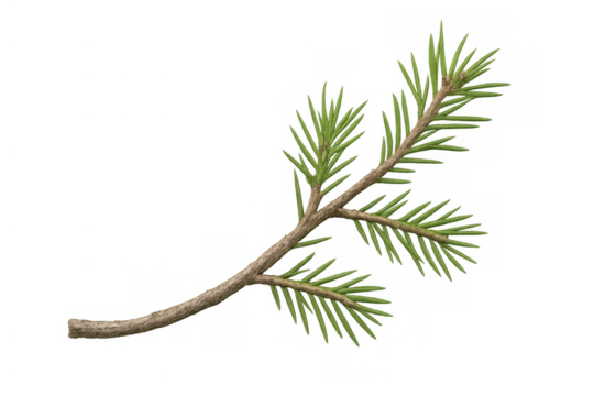 Pine tree branch graphic design element with green needles and rough bark, isolated on transparent background - Powered by Adobe