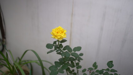 Indian yellow rose Flower
