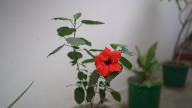red gudhal