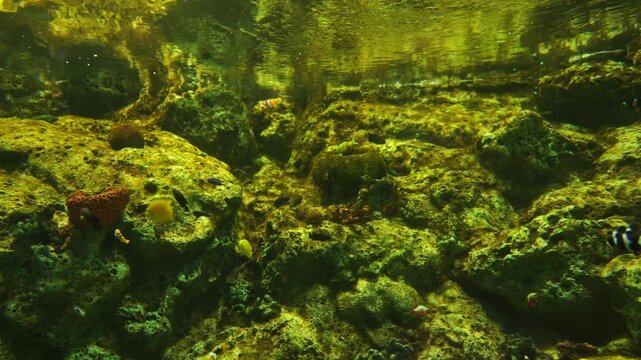 Sea fish swim in salt water as worm eye view in under the sea in aquarium. Many jelly fish move around and see the light and wave. Sea life as diver view.