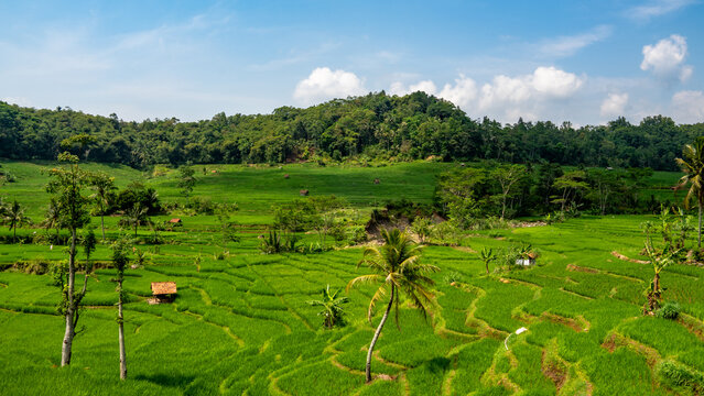 beautiful rice terraces in Central Java, Indonesia,  narrow valley landscape, complete with the traditional subak irrigation system